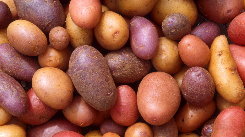 Various types of potatoes