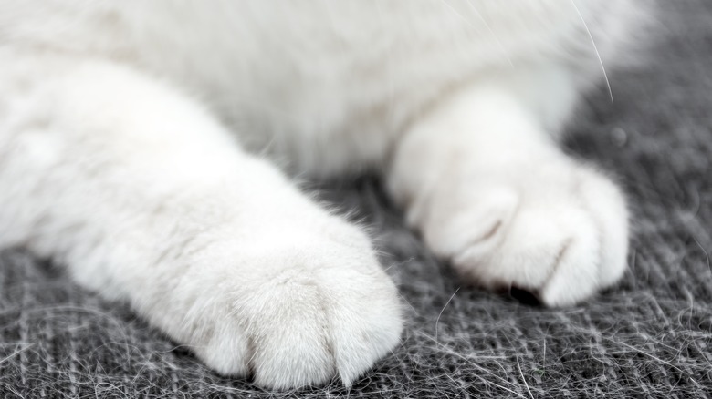 cat paws laying on a sofa