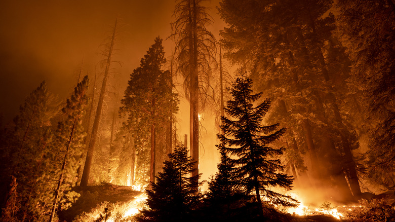 wildfires burning through trees