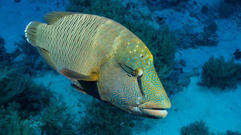 Humphead wrasse in reef