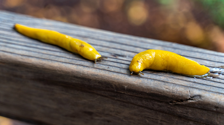 Two banana slugs