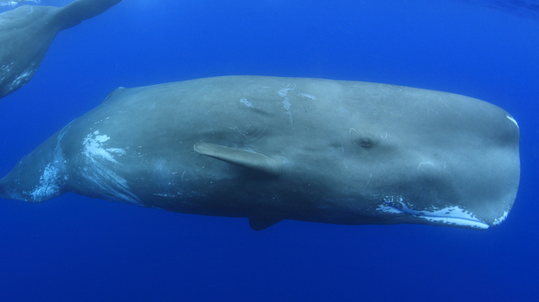 sperm whale blue water