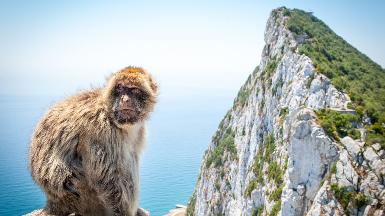 Barbary macaque rock of gibraltar