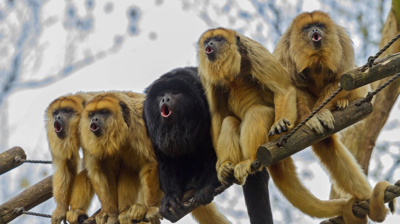 howler monkeys sitting on a rope