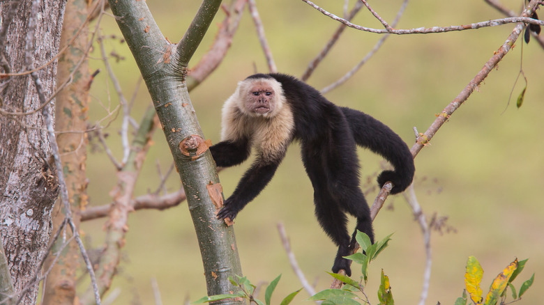 white-faced capuchin monkey holding onto tree