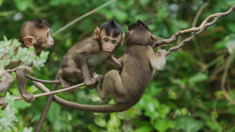 monkey babies climbing on branch