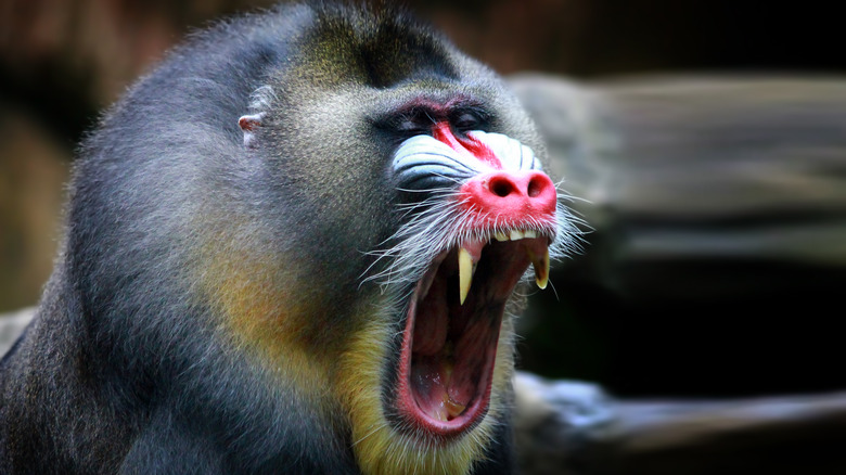 mandrill open mouth teeth