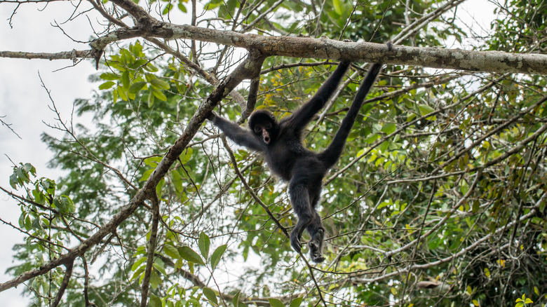 black spider monkey in tree