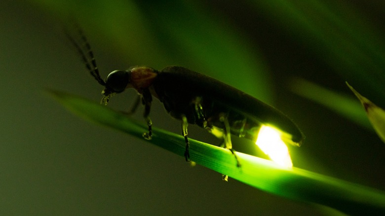 Firefly glowing on a leaf