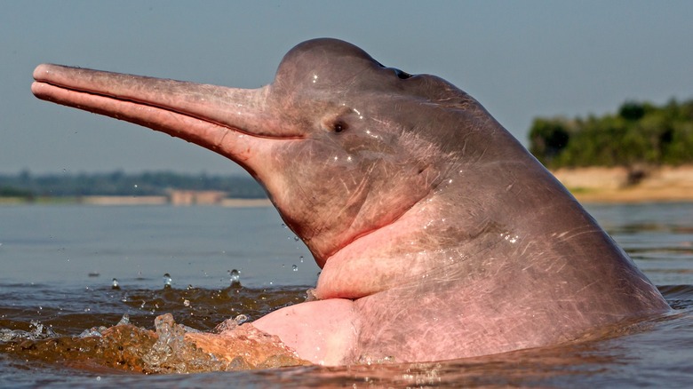 Close-up of an Amazon river dolphin