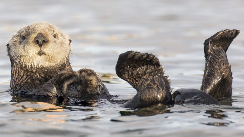 A sea otter on its back