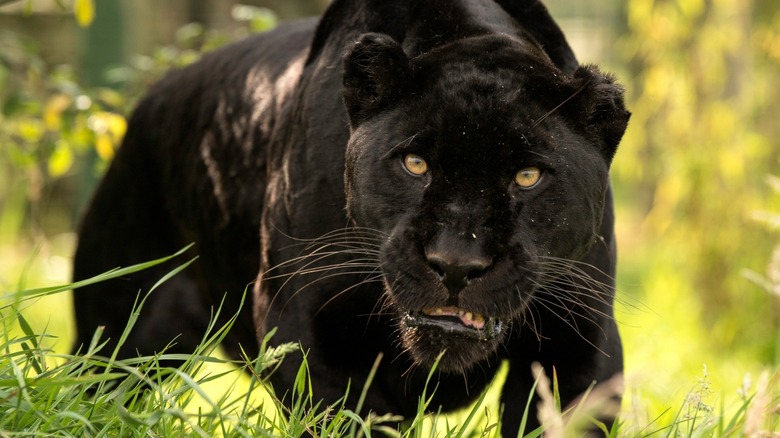 Black jaguar hutning