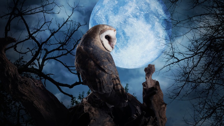 Barn owl perched in front of full moon