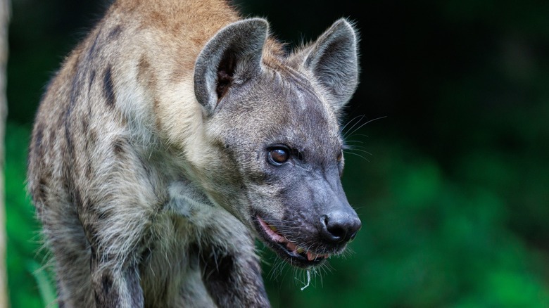 Close-up of a hyena