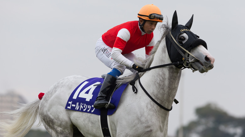A gray racehorse in Japan