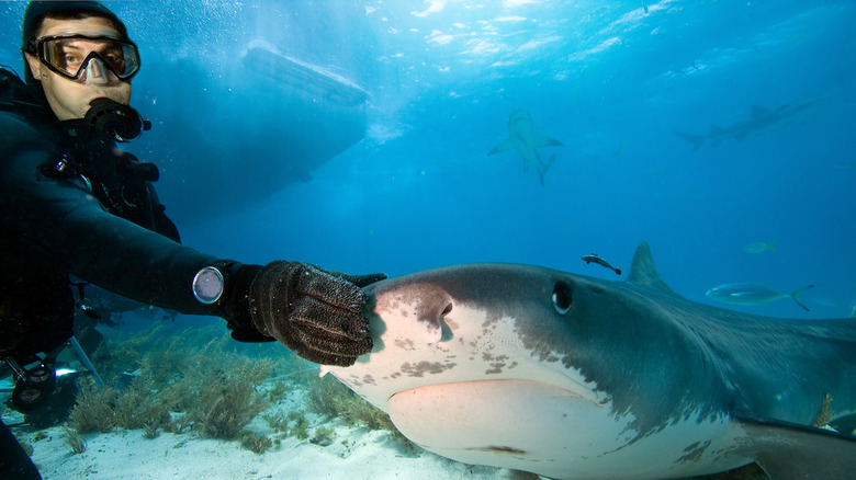 diver petting a shark