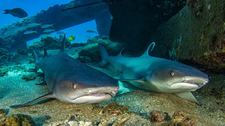 two sharks together
