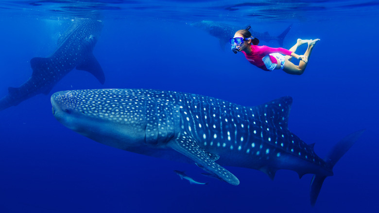 girl swimming with whale shark