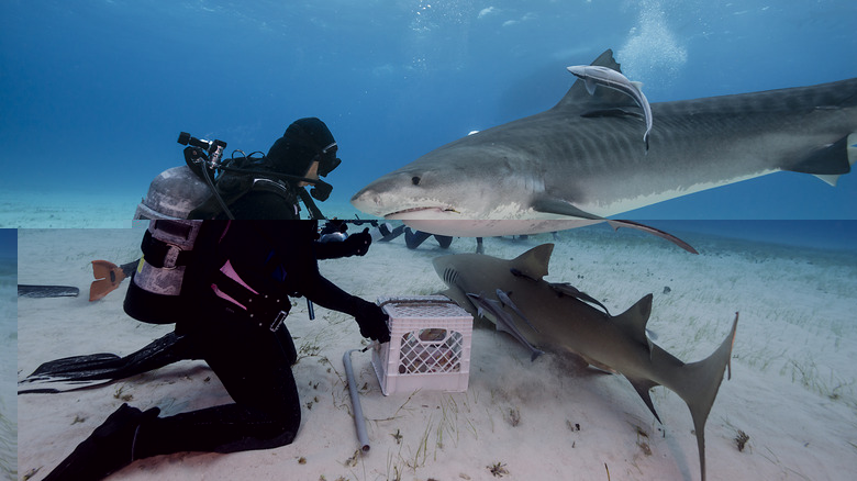 diver feeding sharks