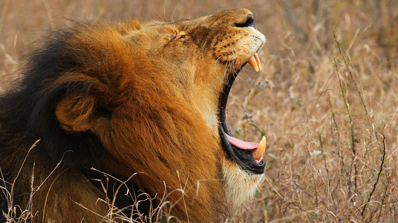 Lion with mouth open wide