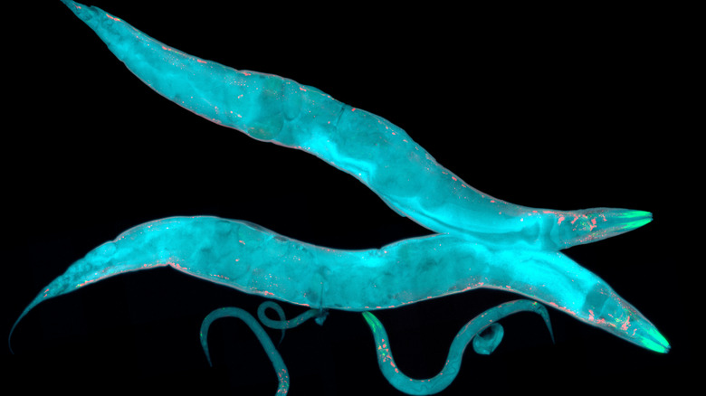 two Caenorhabditis elegans