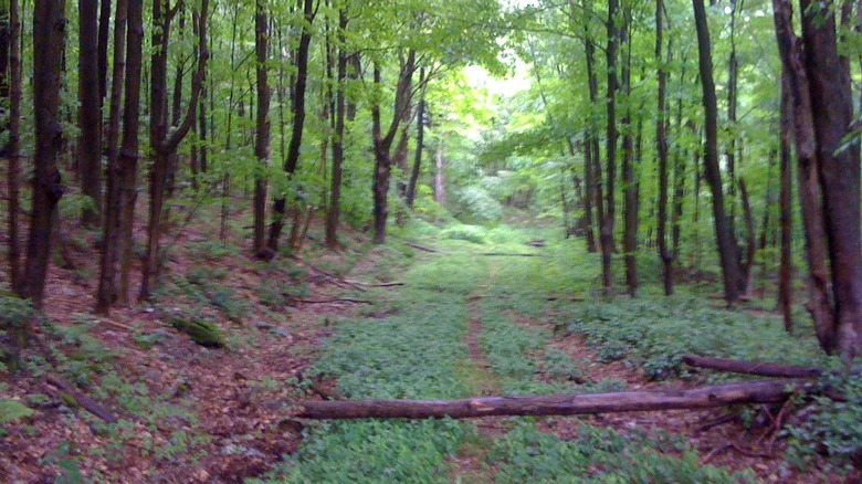 Access road in Berkshires, Massachusetts