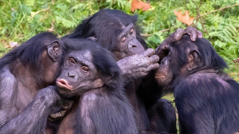 Multiple bonobos grooming and caressing