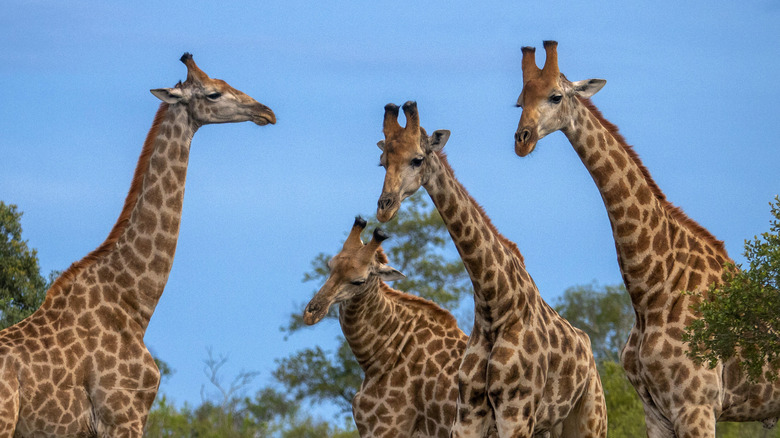 Male giraffes size each other up