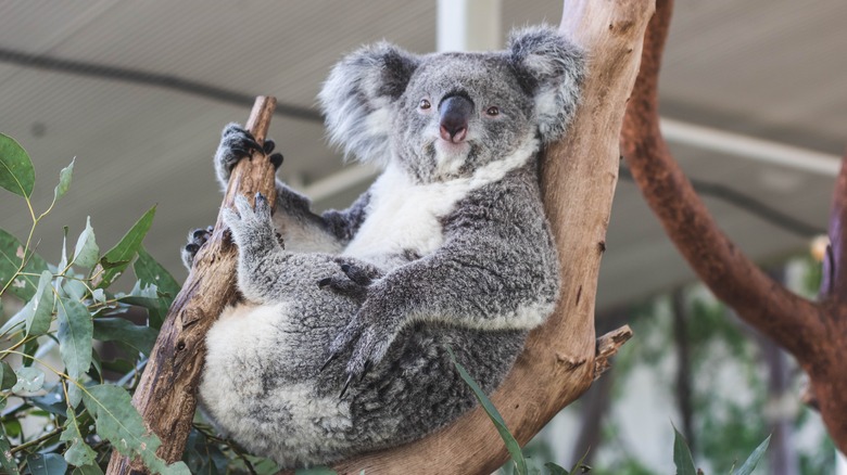A koala relaxes in a tree branch