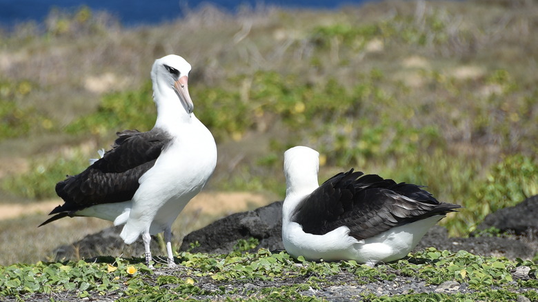 Laysan albatross'