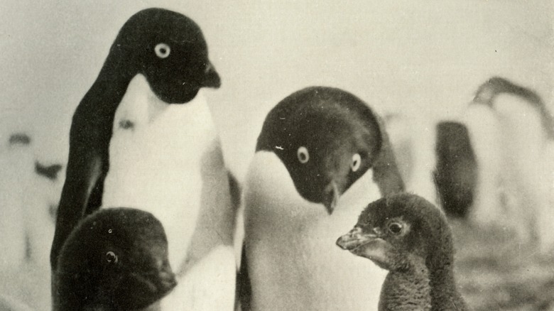 Adélie penguin couple and chicks