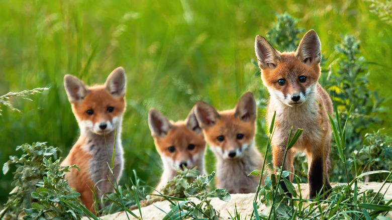 Young foxes pop their heads up