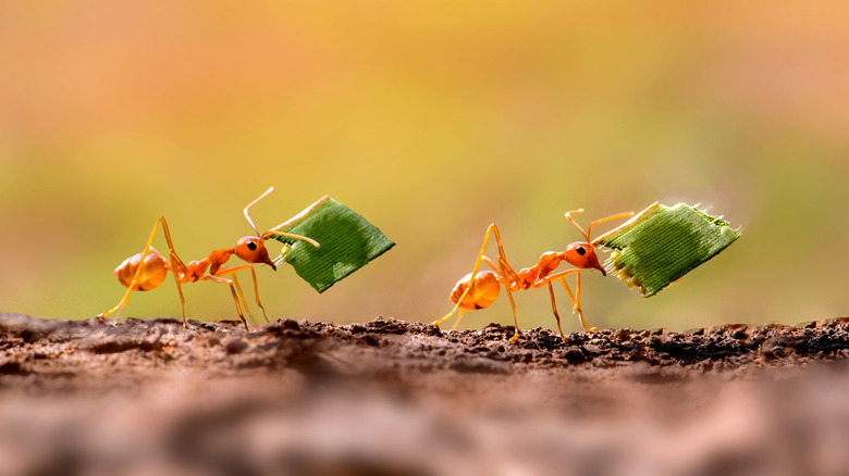 ants on path