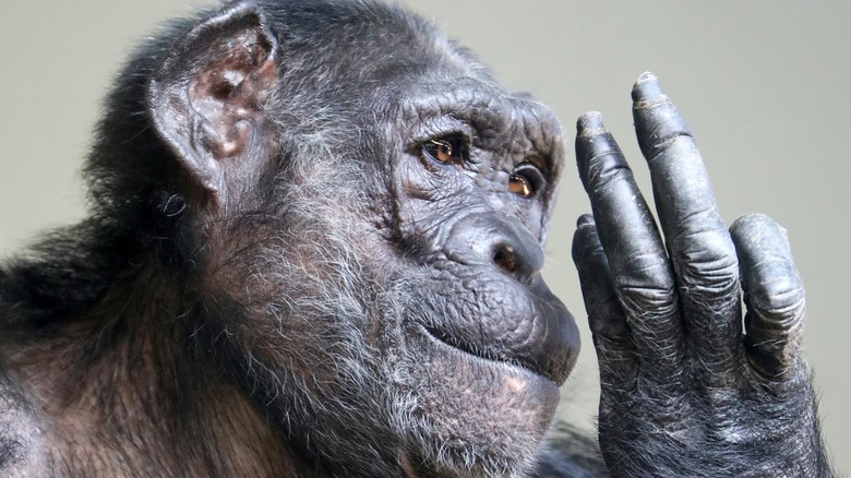 chimpanzee holding three fingers