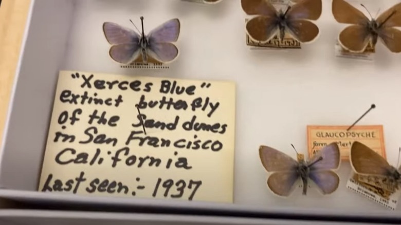Xerces blue butterfly mounted specimen