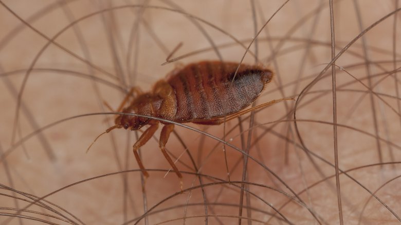 Bedbugs 