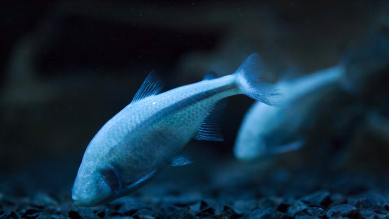 Mexican cave fish