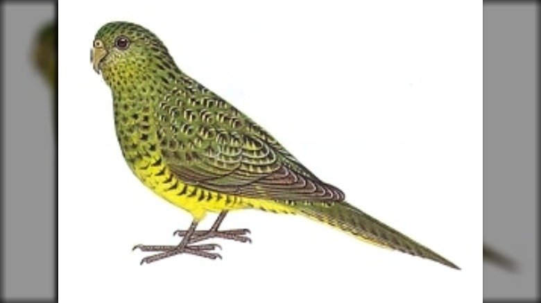 A night parrot