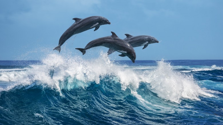 dolphins leaping wave