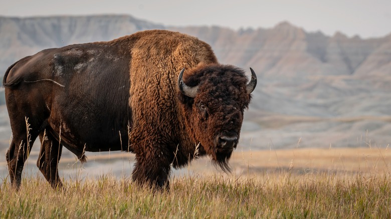 An American bison in a dry valley