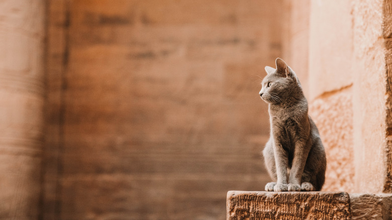 A gray cat sitting in a stone temple