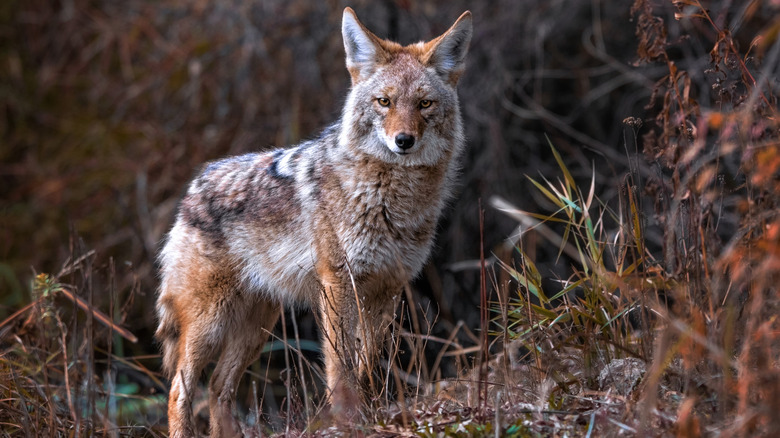 A coyote in brush looking at the camera