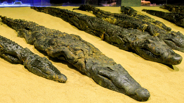 Several mummified crocodiles of different sizes on sand