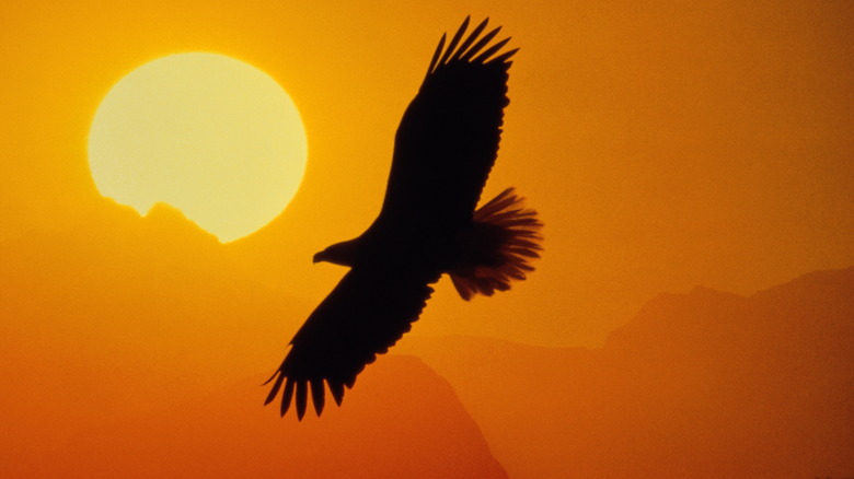 The dark silhouette of an eagle flying in front of the sun