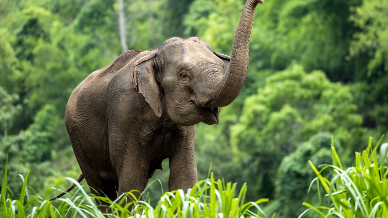 An Asian elephant in a clearing raising its trunk