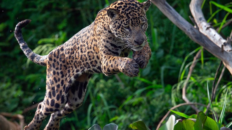 A wet jaguar leaping in the jungle