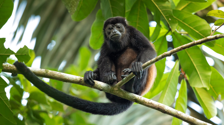 A howler monkey perched on a tree branch