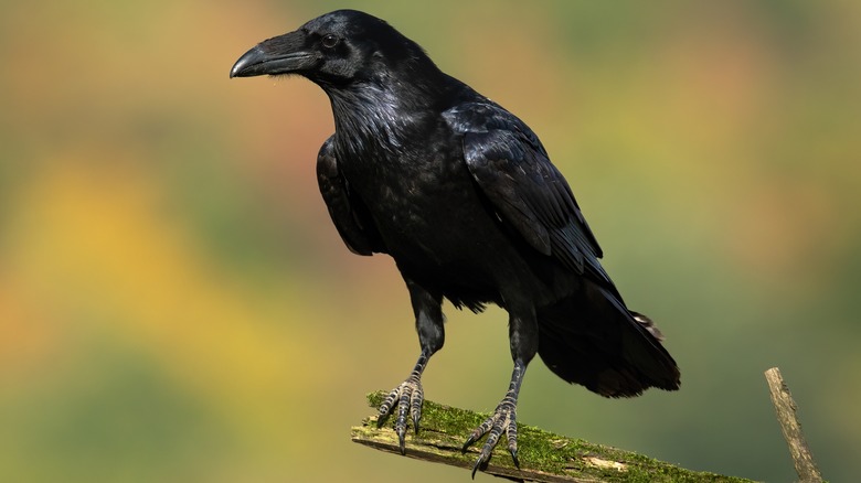 A raven perched on the end of a branch
