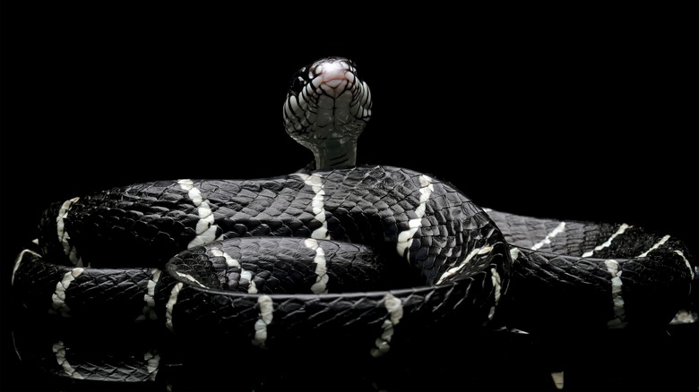 A black snake with white stripes looking over its curled up body