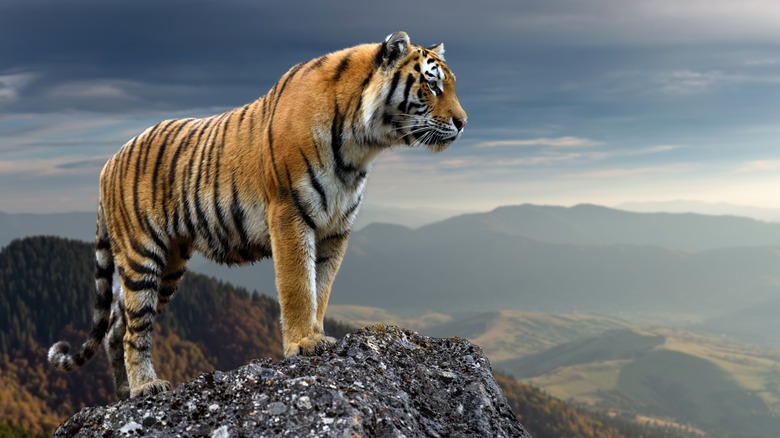 A tiger standing on the peak of a mountain looking into the valley